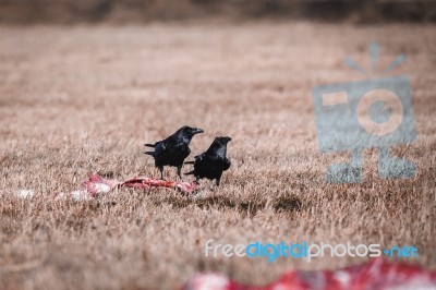 Black Crows Eating Carrion Stock Photo