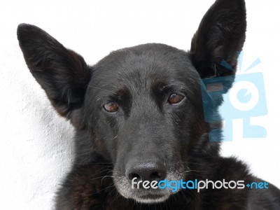 Black Dog Stock Photo