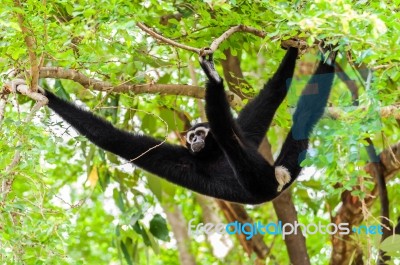 Black Gibbon Climbing Tree Stock Photo