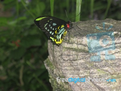 Black, Green, Yellow, Blue And Red Butterfly Perched On Stone Stock Photo
