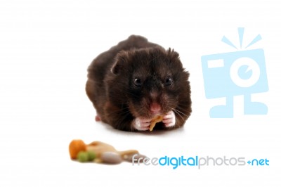 Black Hamster Stock Photo