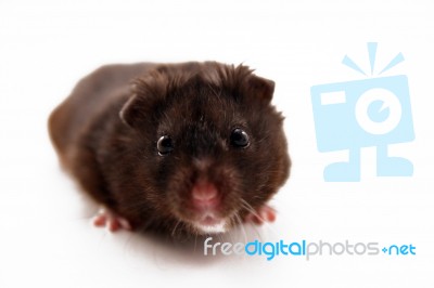Black Hamster Stock Photo