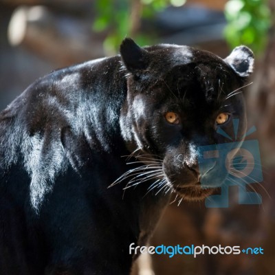 Black Jaguar Stock Photo