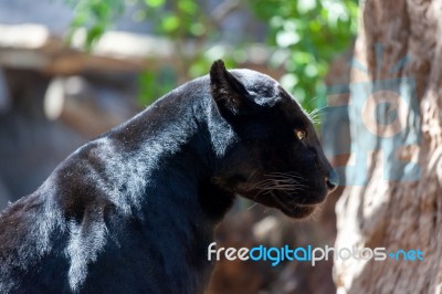Black Jaguar Stock Photo