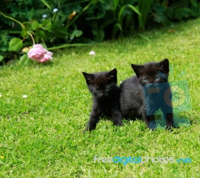 Black Kittens Stock Photo