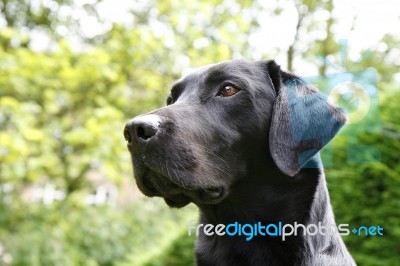 Black Labrador Stock Photo