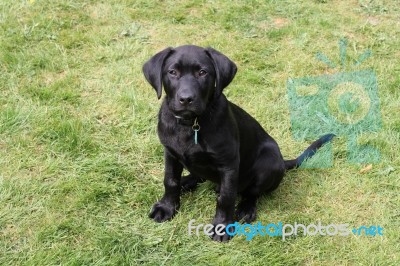 Black Labrador Puppy Stock Photo