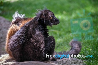 Black Lemur (eulemur Macaco) At The Bioparc Fuengirola Stock Photo