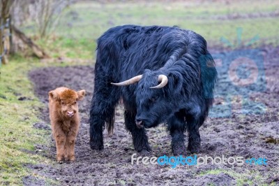 Black Mother Scottish Highlander Cow And Brown Calf Stock Photo Black Mother Scottish Highlander Cow And Brown Calf Stock Photo