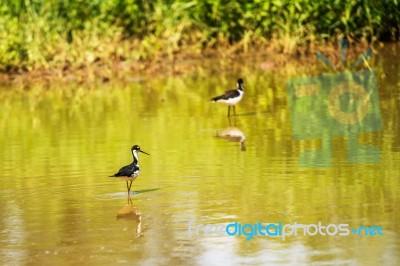 Black Necked Stilt, In The Pond In The Galapagos Stock Photo