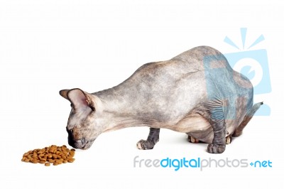Black Or Blue Canadian Sphynx Cat With Green Eyes Eating Dry Cat… Stock Photo