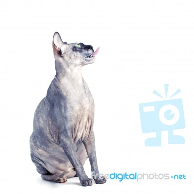 Black Or Blue Canadian Sphynx Cat With Green Eyes Isolated On A Stock Photo