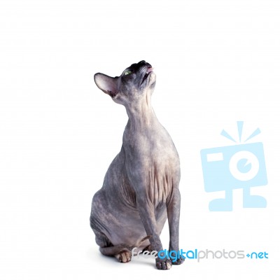 Black Or Blue Canadian Sphynx Cat With Green Eyes Isolated On A Stock Photo