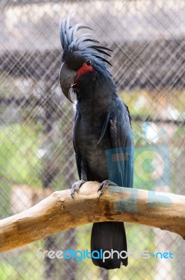 Black Palm Cockatoo Stock Photo
