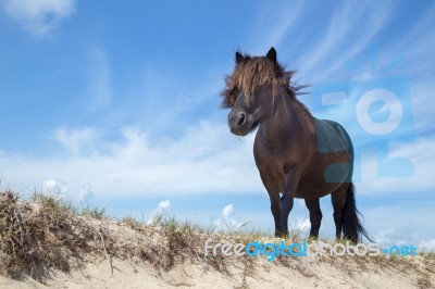 Black Pony On Sand With Blue Sky Stock Photo