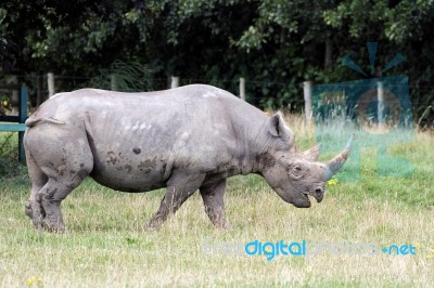 Black Rhinoceros Or Hook-lipped Rhinoceros (diceros Bicornis) Stock Photo