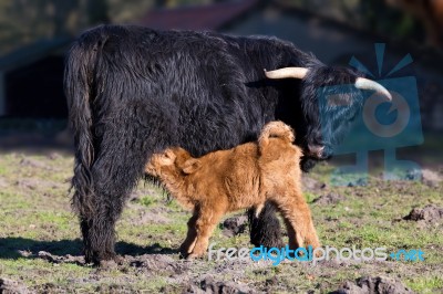 Black Scottish Highlander Mother Cow With Drinking Newborn Calf Stock Photo
