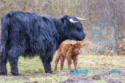 Black Scottish Highlander Mother Cow With Newborn Calf Stock Photo Black Scottish Highlander Mother Cow With Newborn Calf Stock Photo