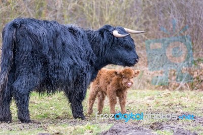 Black Scottish Highlander Mother Cow With Newborn Calf Stock Photo