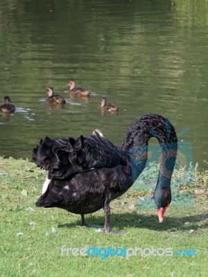 Black Swan (cygnus Atratus) Stock Photo