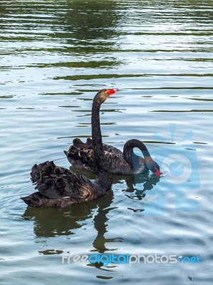 Black Swans (cygnus Atratus) Stock Photo