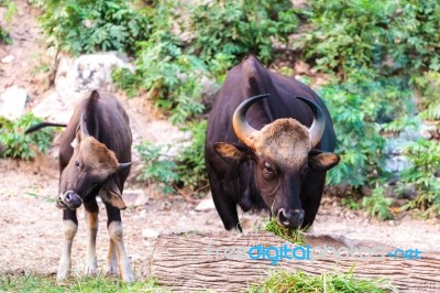 Black Wild Bull And Calf Eating Grass Stock Photo