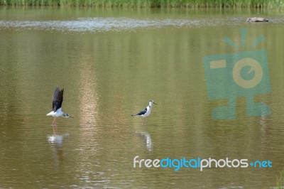 Black-winged Stilt, Common Stilt, Or Pied Stilt (himantopus Hima… Stock Photo