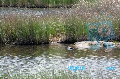 Black-winged Stilt, Common Stilt, Or Pied Stilt (himantopus Hima… Stock Photo