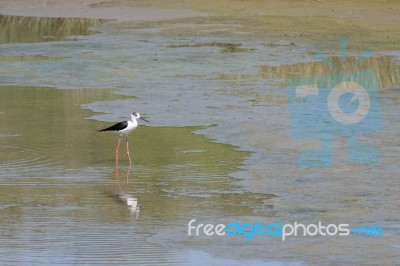 Black-winged Stilt, Common Stilt, Or Pied Stilt (himantopus Hima… Stock Photo