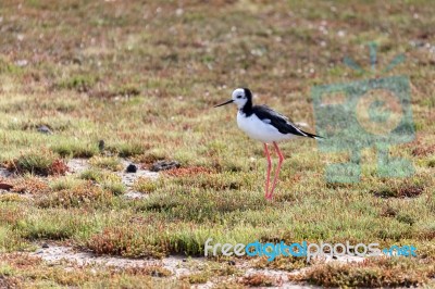 Black-winged Stilt (himantopus Himantopus) Stock Photo