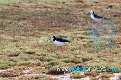 Black-winged Stilt (himantopus Himantopus) Stock Photo
