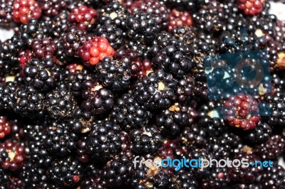 Blackberries Stock Photo