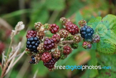 Blackberries Stock Photo