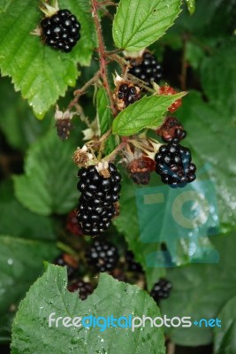 Blackberries Stock Photo
