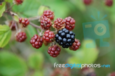 Blackberry Stock Photo