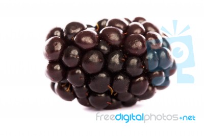 Blackberry On White Stock Photo