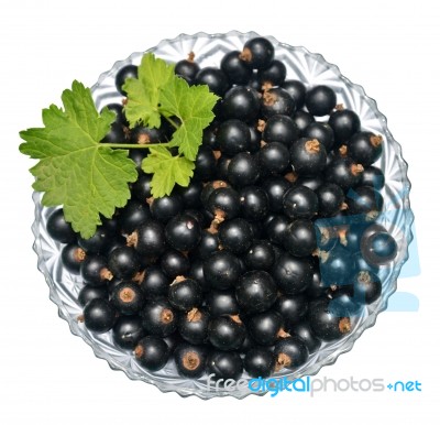 Blackcurrant Stock Photo