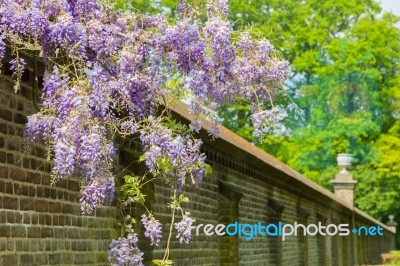 Blooming Blue Wisteria Hanging Over Long Brick Wall Stock Photo