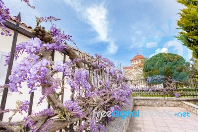 Blooming Blue Wisteria Sinensis On Fence In Greece Stock Photo