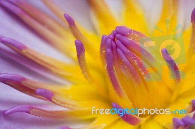 Blossom Lotus Stock Photo