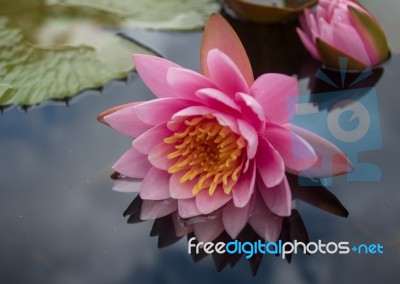 Blossom Lotus Flower In Thailand. Garden, Petals Stock Photo