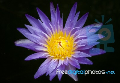 Blossom Lotus Flower In Thailand. Garden, Petals Stock Photo