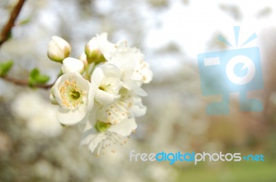 Blossom Tree Stock Photo