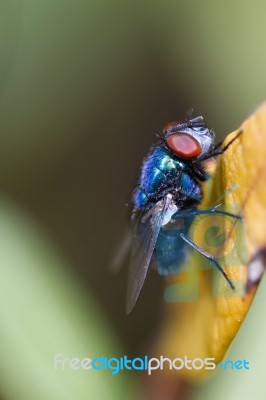 Blow Fly Stock Photo