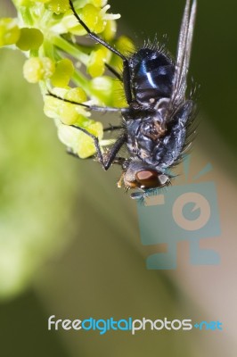Blow Fly Stock Photo Blow Fly Stock Photo