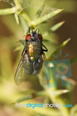 Blow Fly (lucilia Caesar) Stock Photo