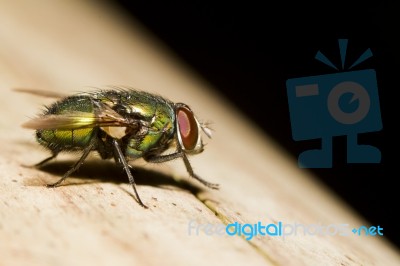 Blow Fly (lucilia Caesar) Stock Photo