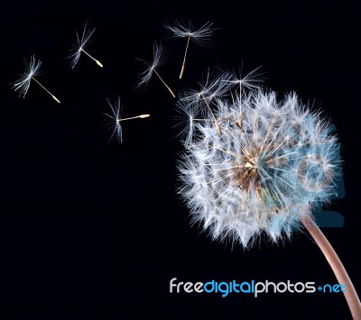 Blowball Of Dandelion Flower Stock Photo Blowball Of Dandelion Flower Stock Photo