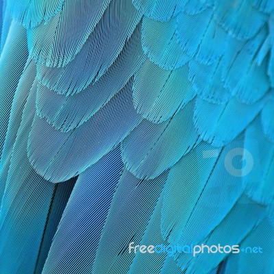 Blue And Gold Macaw Feathers Stock Photo