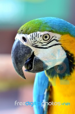 Blue And Yellow Macaw Stock Photo